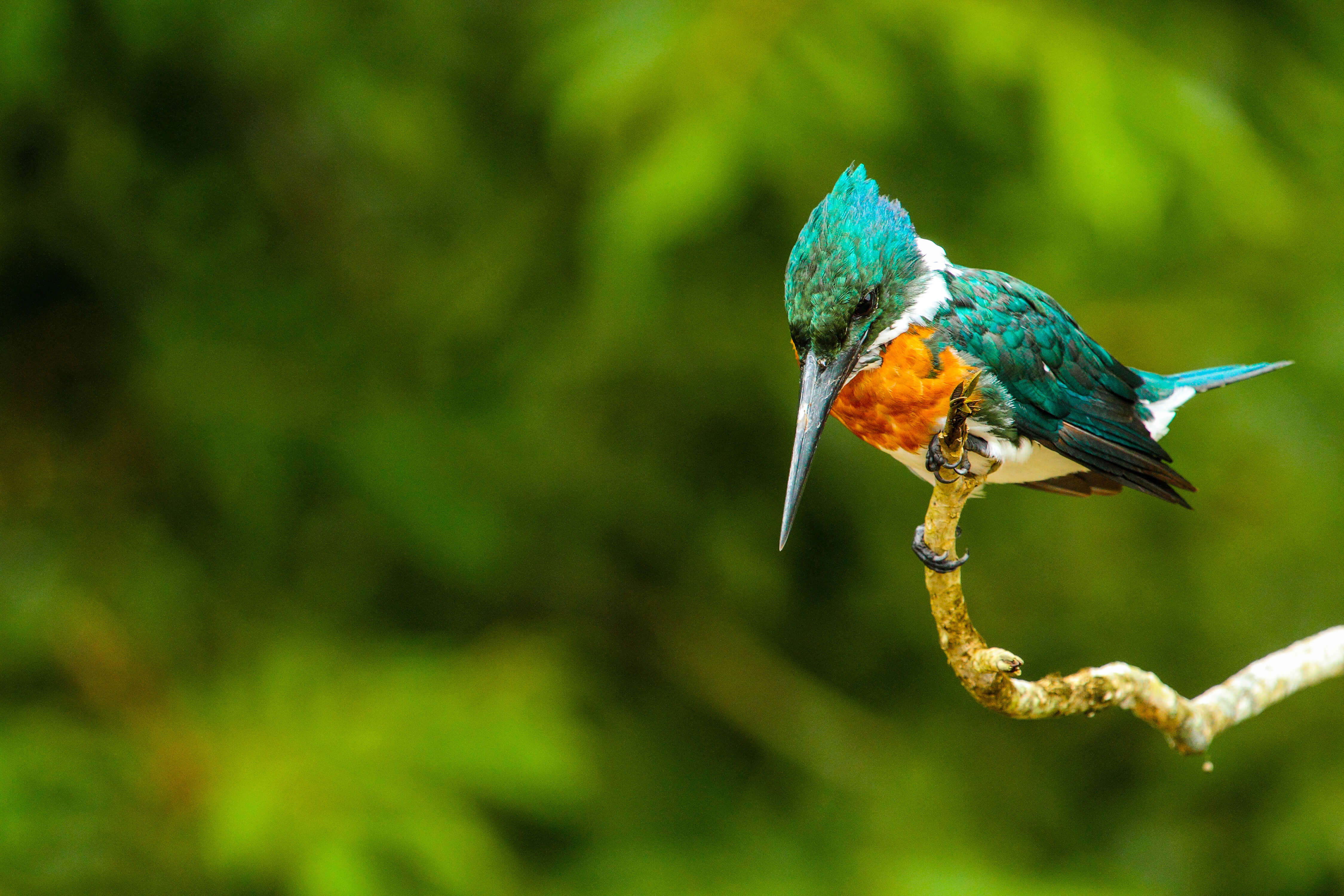 Birdwatching