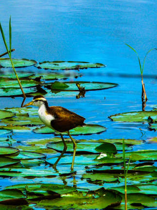 Bird Cr 088