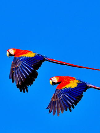 Bird Cr 093