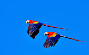 Bird Cr 093