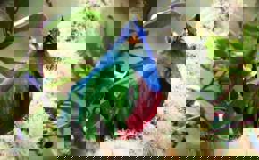 A resplendent Quetzal 