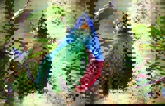 A resplendent Quetzal 