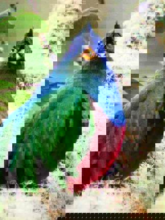 A resplendent Quetzal 
