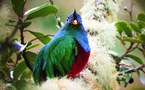 A resplendent Quetzal 