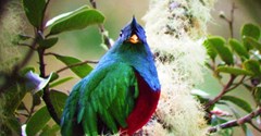 A resplendent Quetzal 