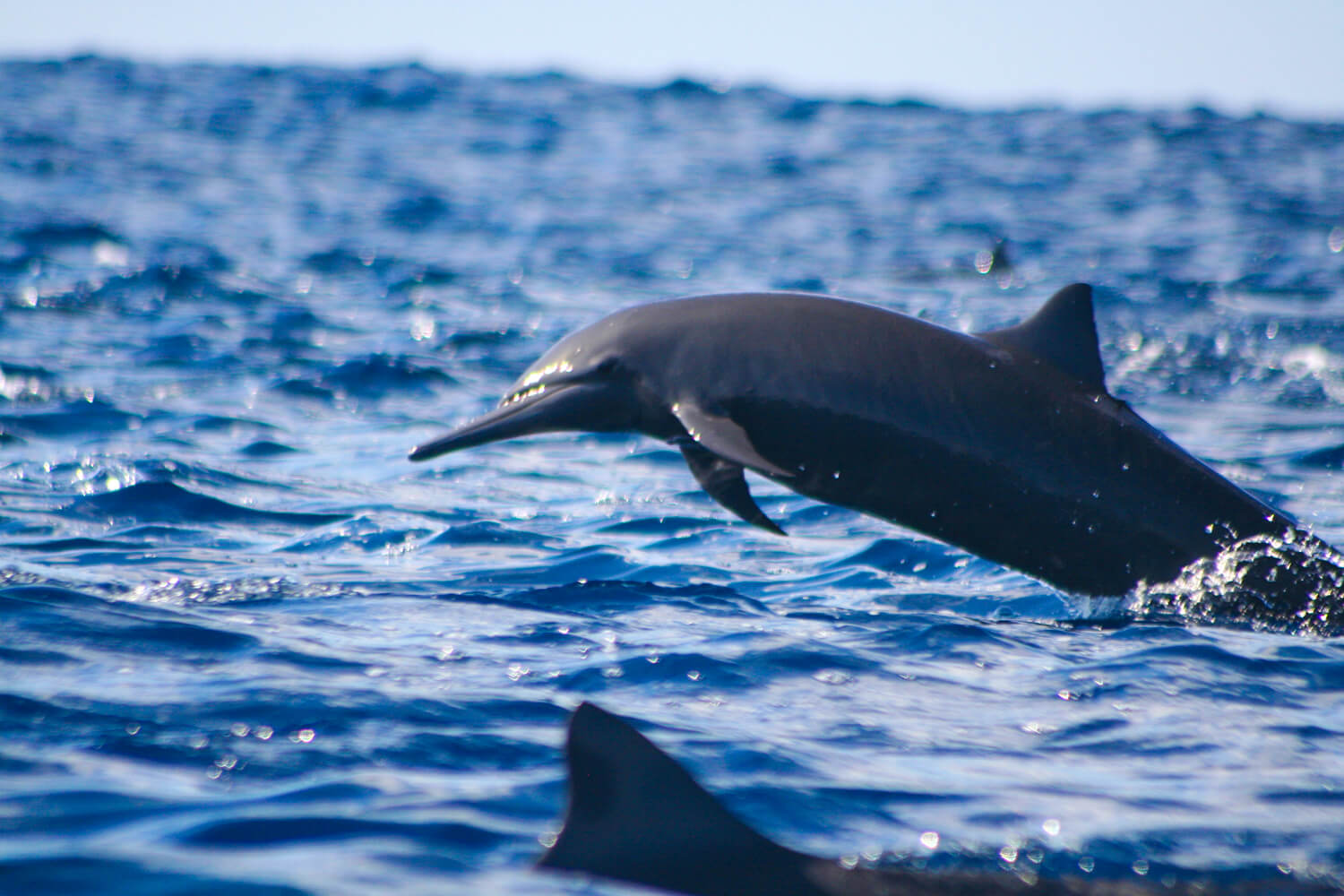 Dolphin 05