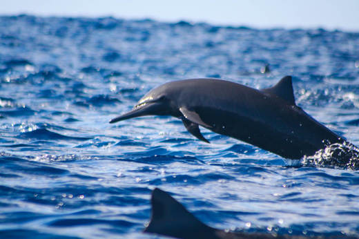 Dolphin 05