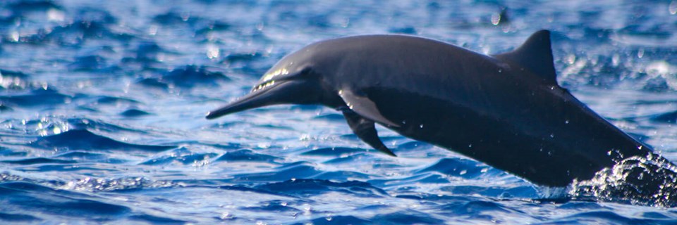 Dolphin 05