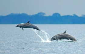Dolphin 07 2