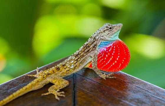 Brown lizard displaying its vibrant red dewlap on a wooden surface in Costa Rica's tropical forest. 