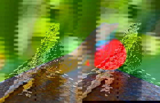 Brown lizard displaying its vibrant red dewlap on a wooden surface in Costa Rica's tropical forest. 