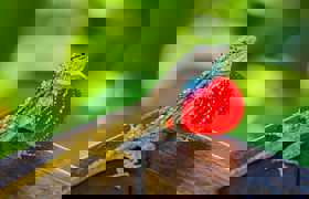 Lizard