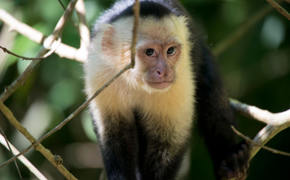 Monkey 25