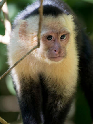 Monkey 25