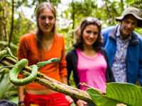 Guided tour observing a vibrant green snake up close the lush Costa Rican rainforest- an exciting and educational wildlife experience. 