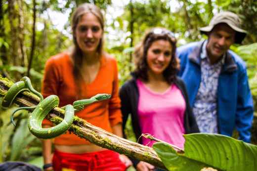 Guided tour observing a vibrant green snake up close the lush Costa Rican rainforest- an exciting and educational wildlife experience. 