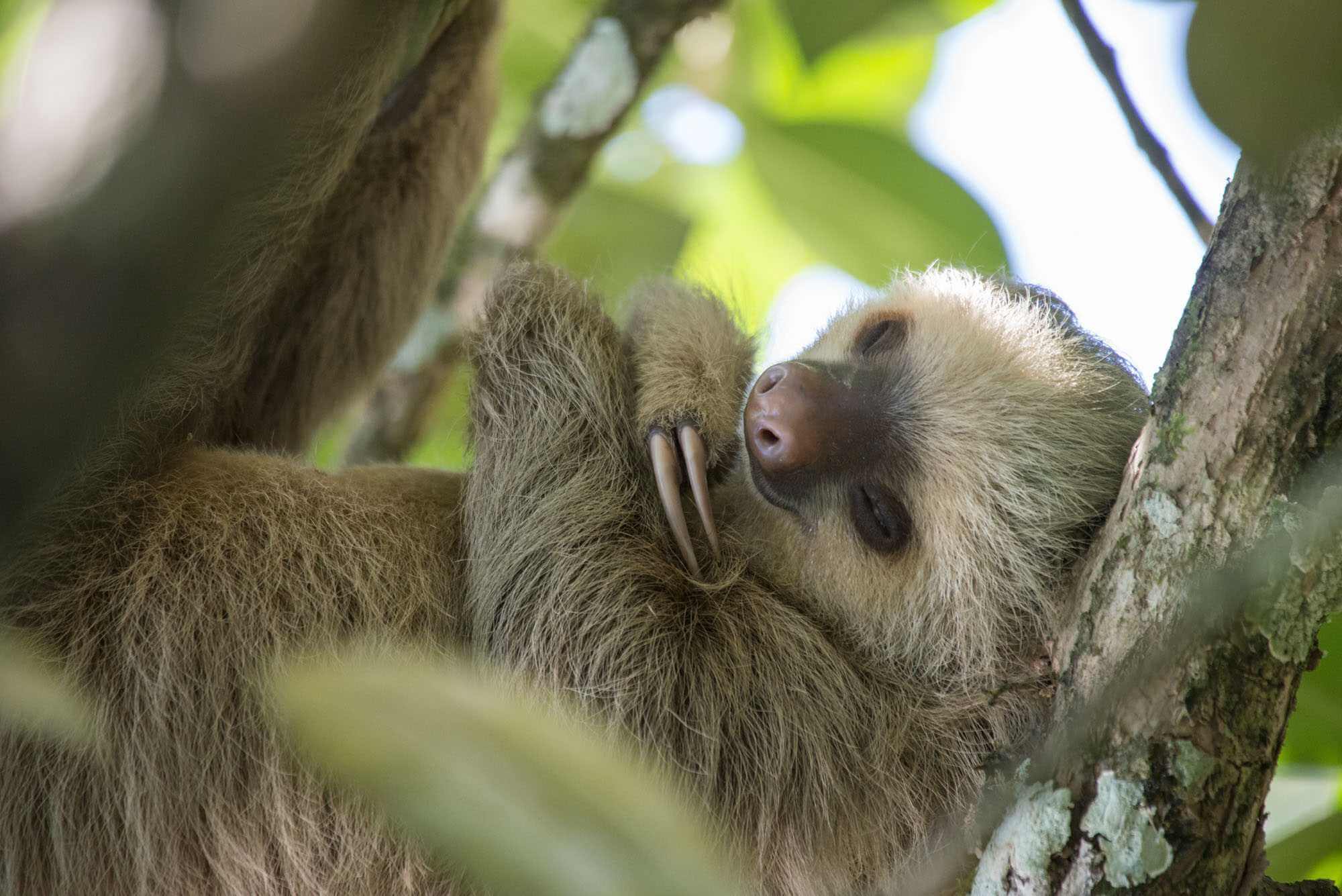 Sloth 19