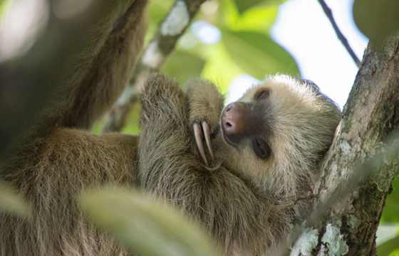 Sloth 19