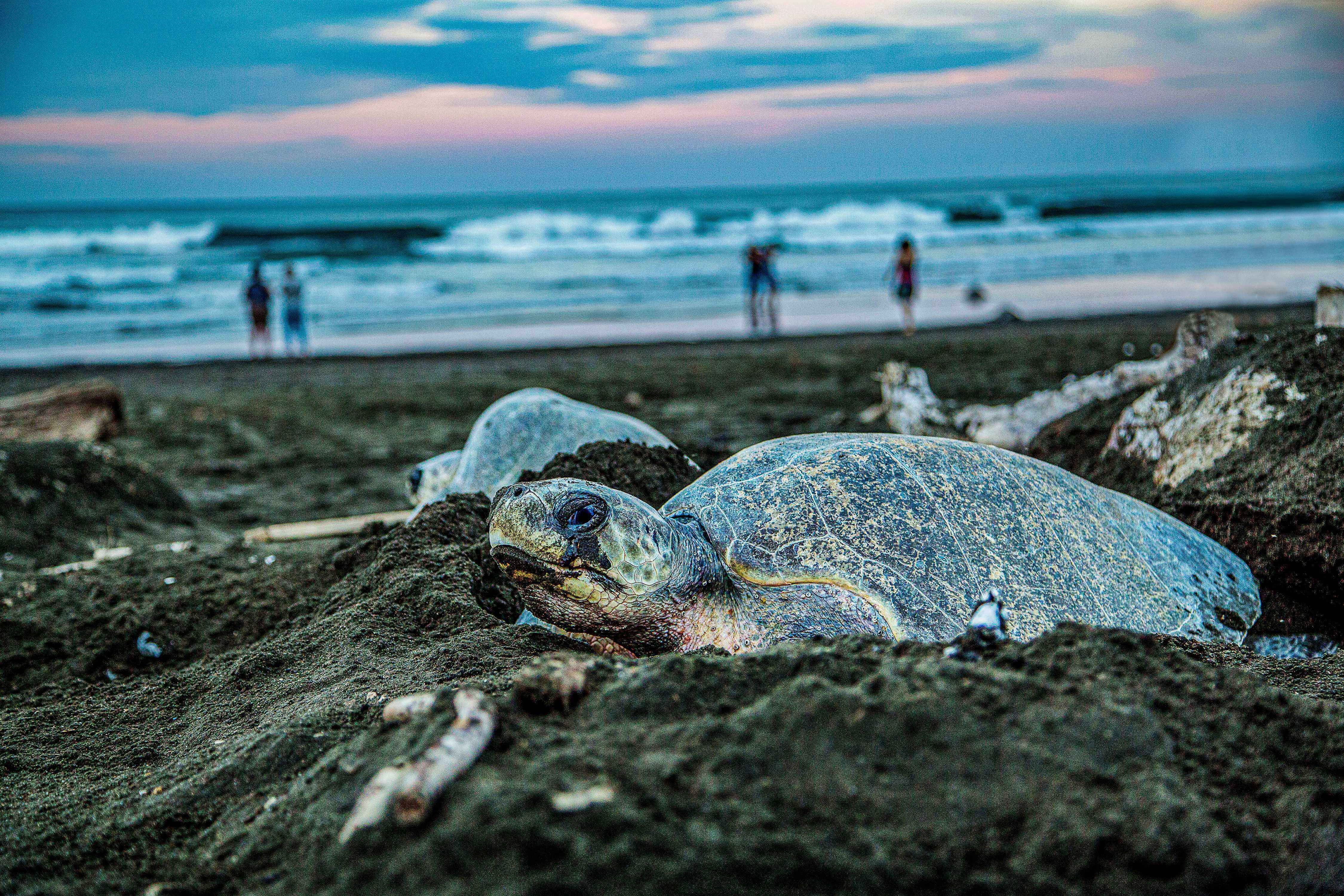 A Sea turtle nesting in the beach