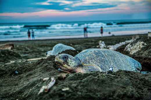A Sea turtle nesting in the beach