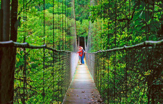 Tourists crosses a misty canopy bridge deep in Monteverde's emerald cloud forest. 