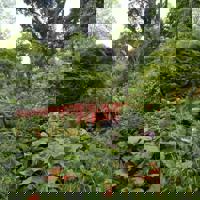 Abbotsbury Subtropical Garden 1 680X452