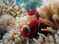 Two vibrant clownfish nestled in a sea anemones highlight the rich marine life of Misool, a snorkelling paradise in Indonesia. 