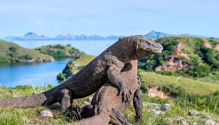 Komodo dragons bask in the sun on Rinca Island, Indonesia, with lush hills and blue waters forming a wild, scenic backdrop. 