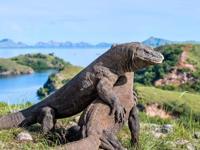 Komodo dragons bask in the sun on Rinca Island, Indonesia, with lush hills and blue waters forming a wild, scenic backdrop. 