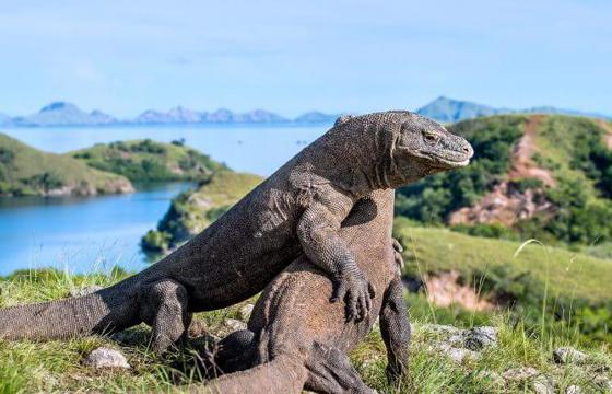 Komodo dragons bask in the sun on Rinca Island, Indonesia, with lush hills and blue waters forming a wild, scenic backdrop. 