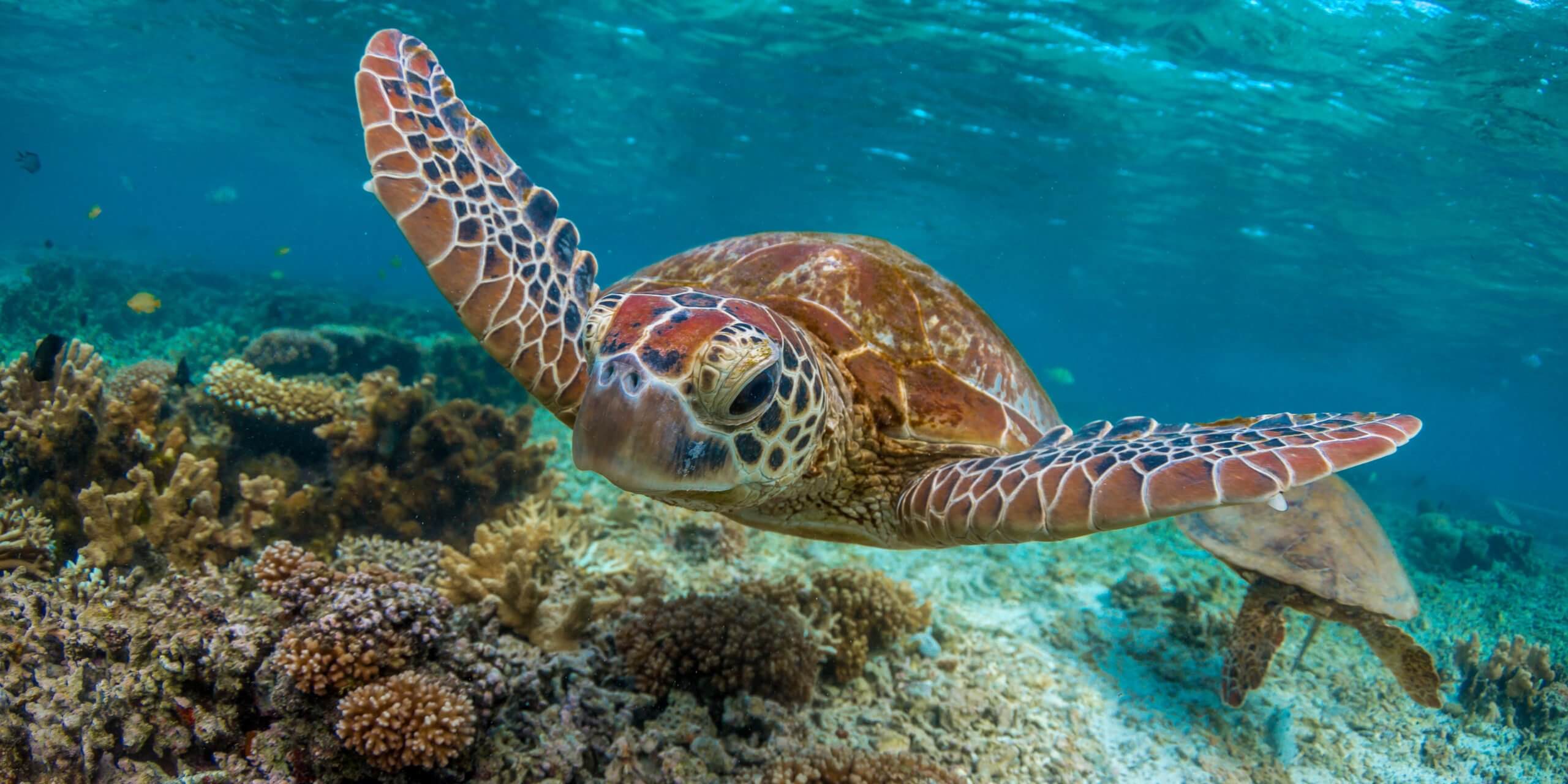 Sea turtle gliding over a vibrant coral reef in Sulawesi, Indonesia, showcasing pristine underwater marine life. 