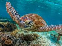 Sea turtle gliding over a vibrant coral reef in Sulawesi, Indonesia, showcasing pristine underwater marine life. 