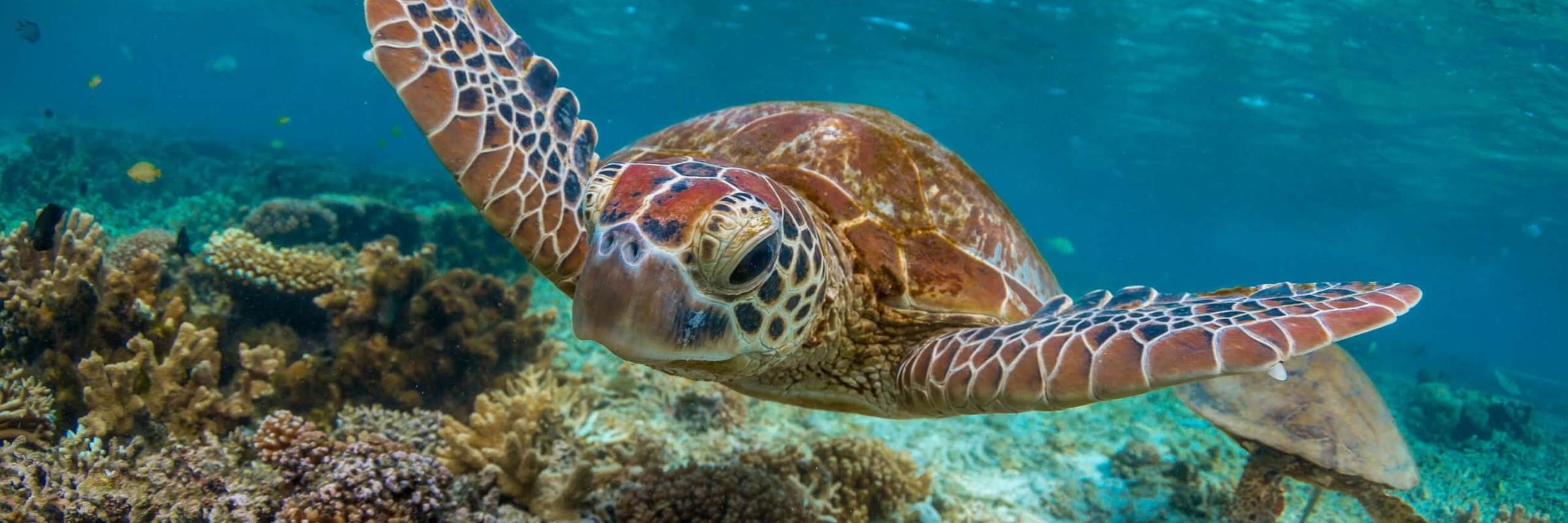 Sea turtle gliding over a vibrant coral reef in Sulawesi, Indonesia, showcasing pristine underwater marine life. 
