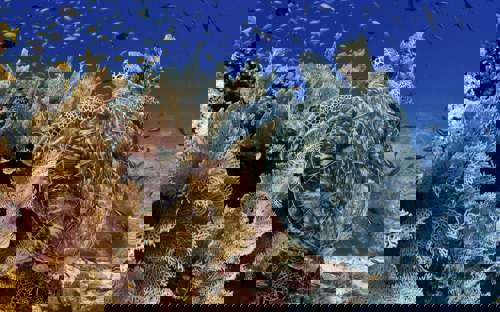 2 Underwater Gunter Kast Scaled