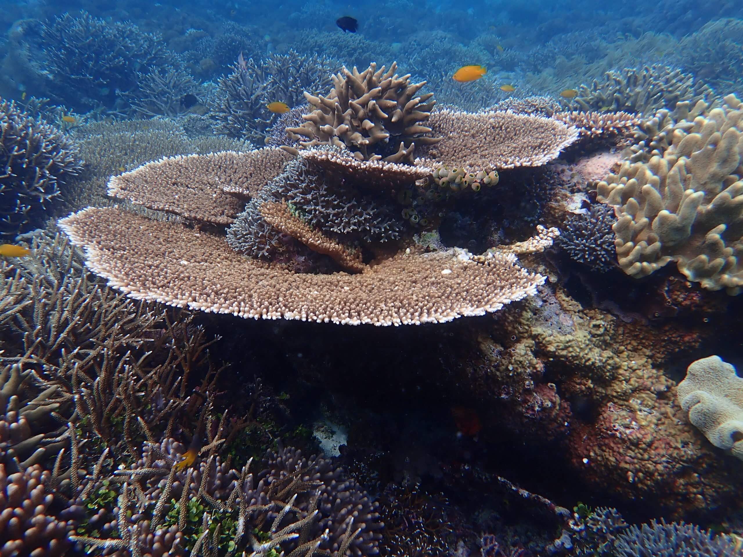 Diverse coral formations and vibrant reef fish captured while snorkeling in the clear waters of Gili Meno, Indonesia. 