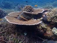 Diverse coral formations and vibrant reef fish captured while snorkeling in the clear waters of Gili Meno, Indonesia. 