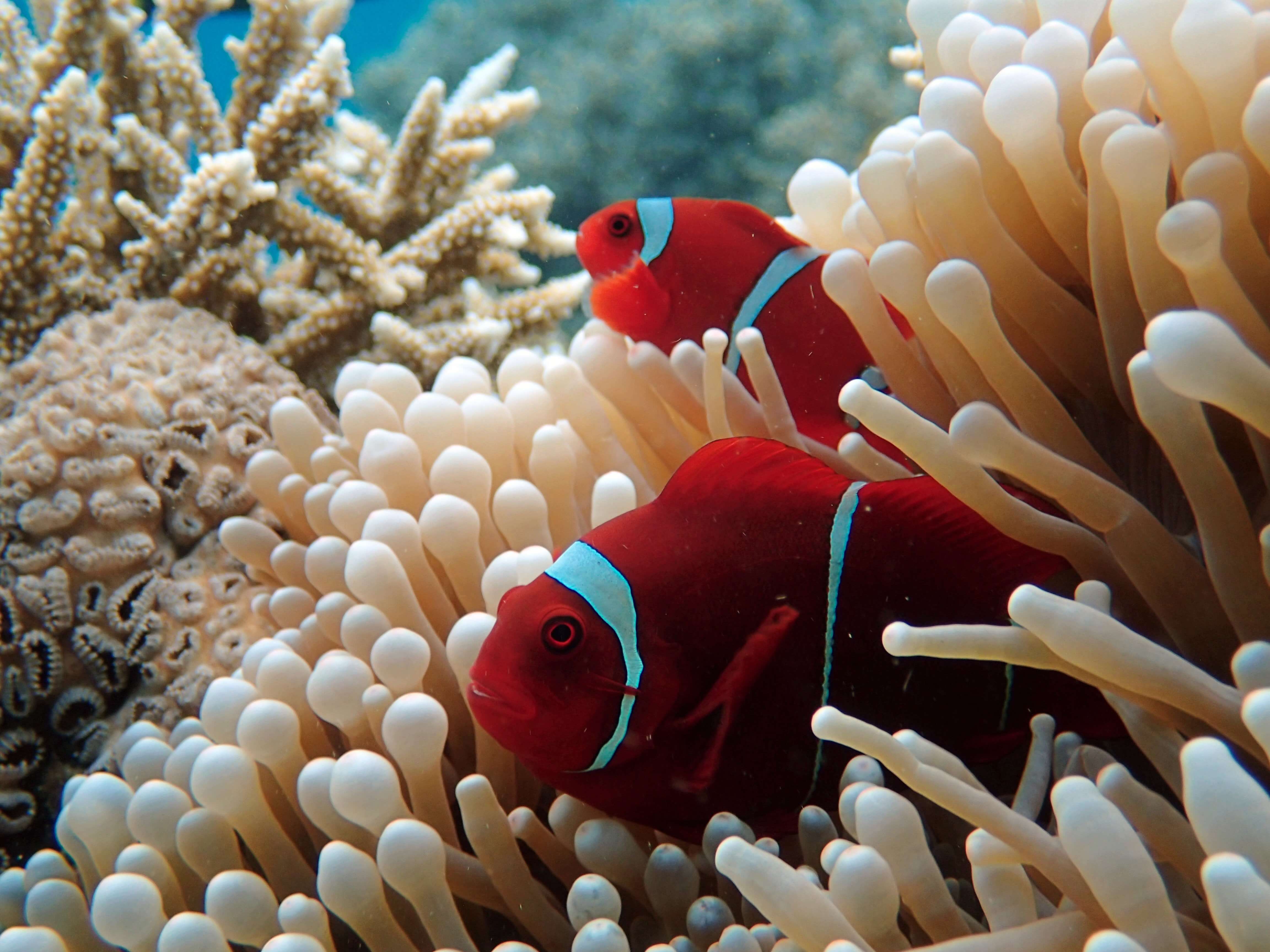 Under water universe