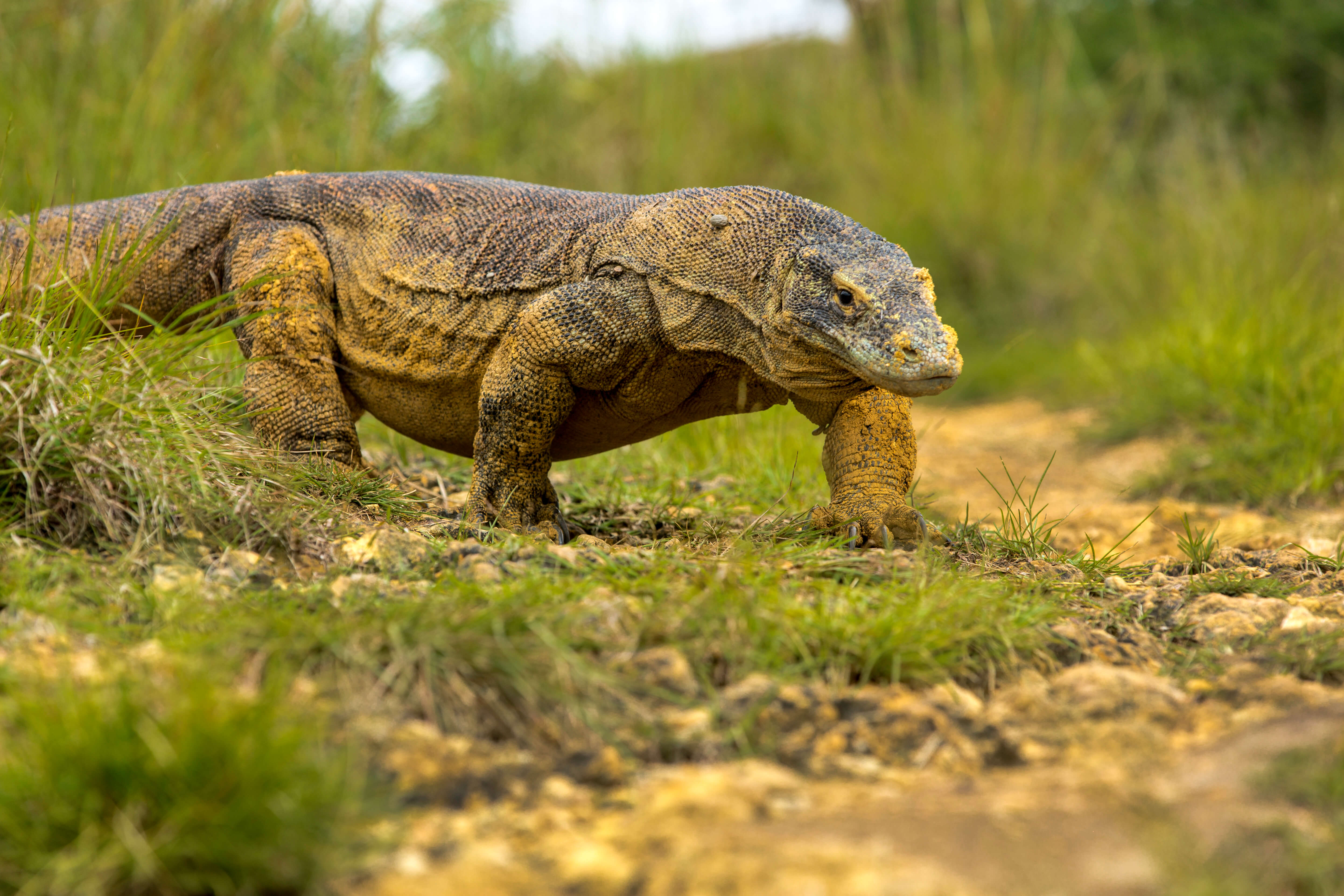 Komodo Dragon