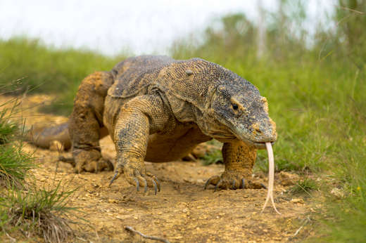 A close-up of a Komodo dragon with tongue extended, crawling across the dry grassland of Komodo Island, Indonesia. 