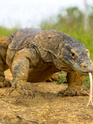 A close-up of a Komodo dragon with tongue extended, crawling across the dry grassland of Komodo Island, Indonesia. 