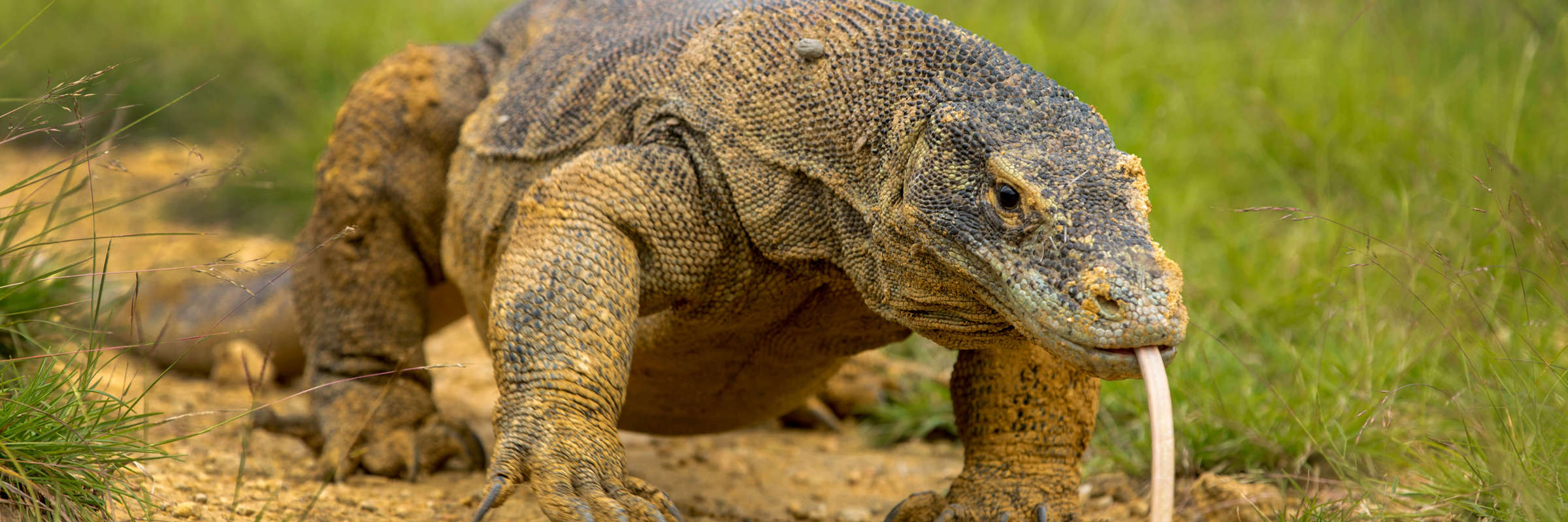 A close-up of a Komodo dragon with tongue extended, crawling across the dry grassland of Komodo Island, Indonesia. 