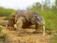 A close-up of a Komodo dragon with tongue extended, crawling across the dry grassland of Komodo Island, Indonesia. 