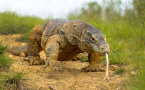 Komodo 3