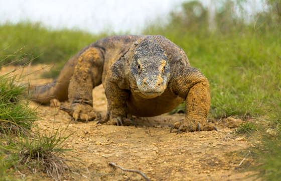 A close-up of a Komodo dragon walking along a dirt path on Komodo Island, Indonesia. 