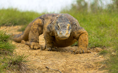 A close-up of a Komodo dragon walking along a dirt path on Komodo Island, Indonesia. 