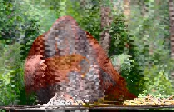 A dominant male orangutan with cheek pads eating fruit at a feeding platform in Bukit Lawang, Sumatra. 