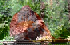 Orangutang in the forest