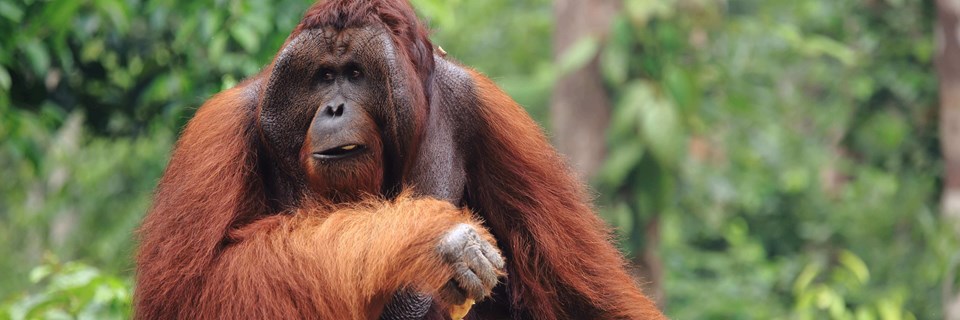 Orangutang in the forest