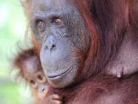 Close-up of a mother orangutan holding her baby in the Kalimantan rainforest, showcasing their deep bond and expressive eyes. 