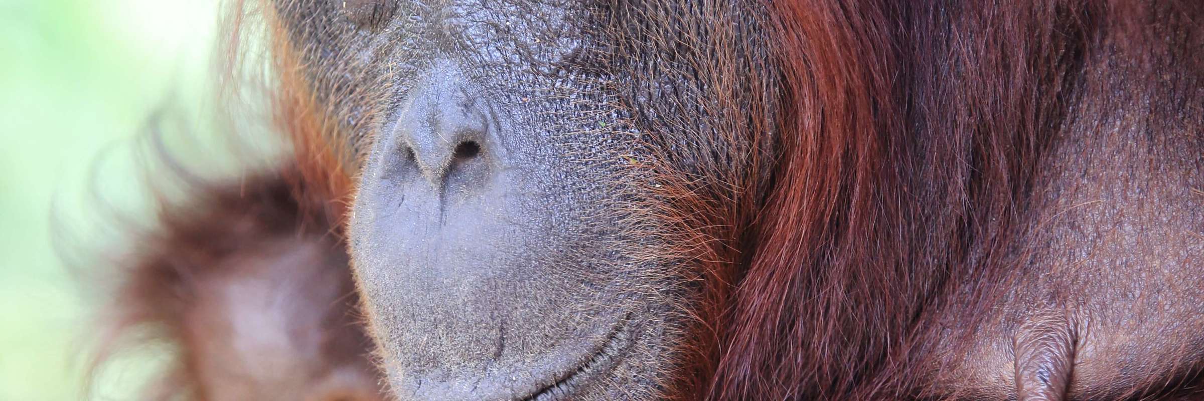 Close-up of a mother orangutan holding her baby in the Kalimantan rainforest, showcasing their deep bond and expressive eyes. 